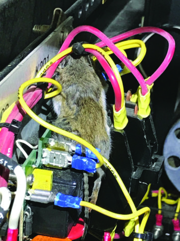dead mouse in transmitter