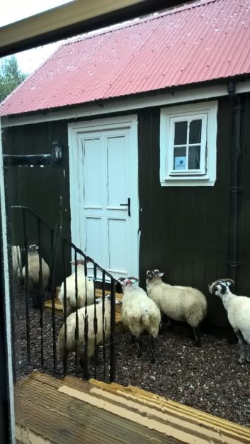Radio Six International building with sheep around the door