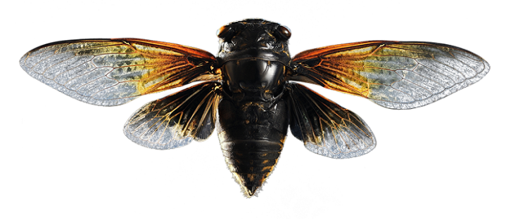 A cicada