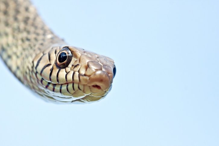 A rat snake looks at the viewer