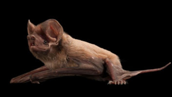 Florida Bonnetted Bat
