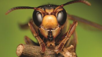 Closeup of a wasp, viewed head-on