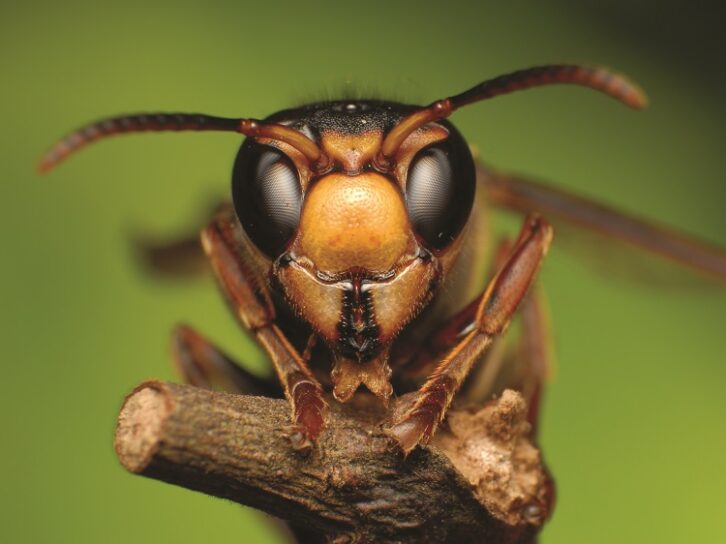 Closeup of a wasp, viewed head-on