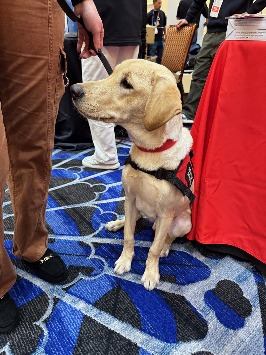 A six-month-old yellow Labroador Retreiver sits obediently on the floor of a convention. The hand of a trainer is visibile holding a leash.