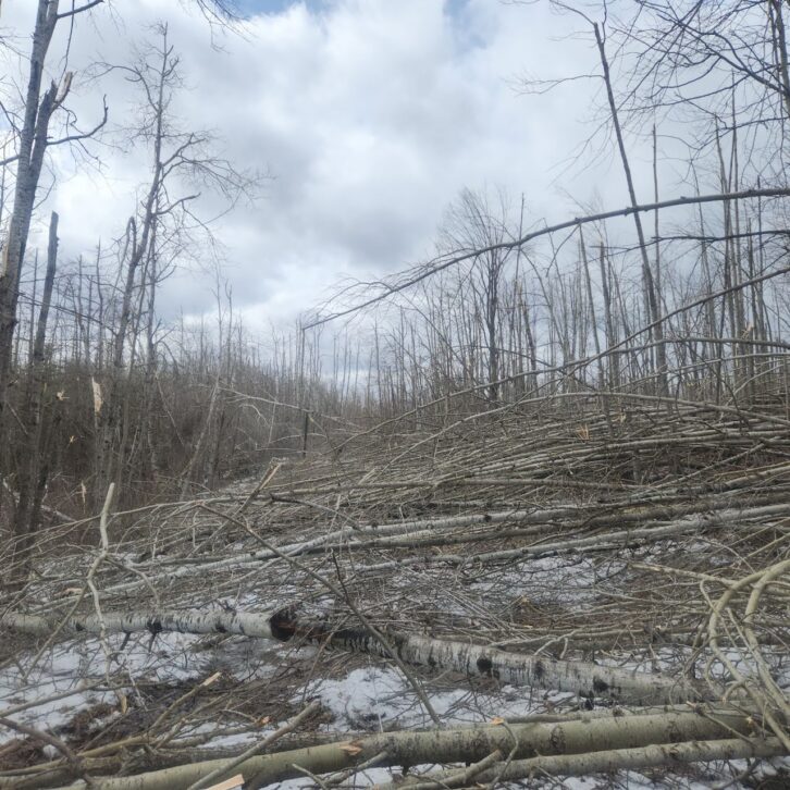 Toppled trees due to ice in northern Michigan.